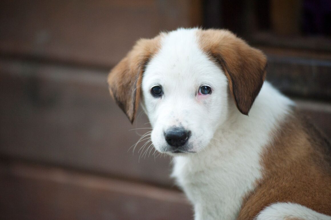 When and Why Do Puppies Need Vaccinations?