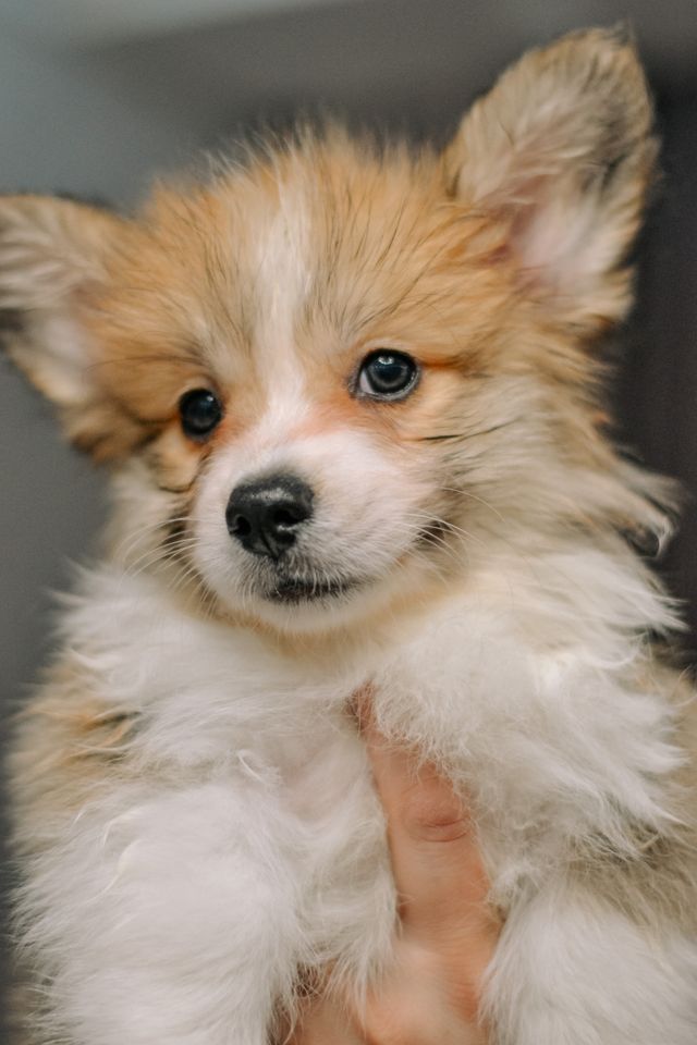 Fuffy corgi puppy gently picked up and held in hands.