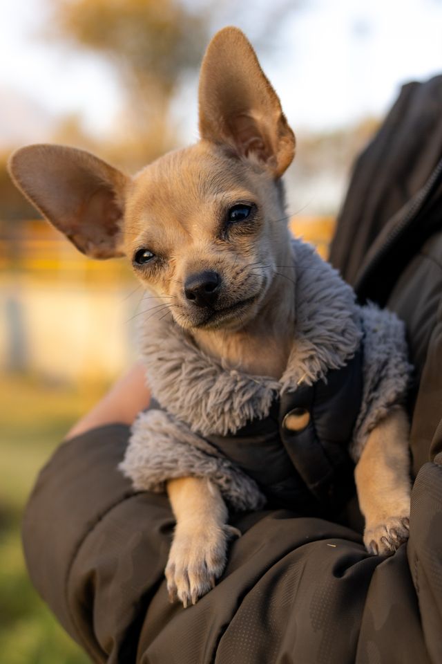 A happy puppy in my arms after being safely lifted.
