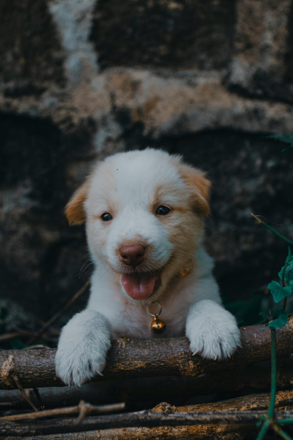 Dog Grooming Brush Guide: Essential Tips and Tricks Every Dog Owner Should Know