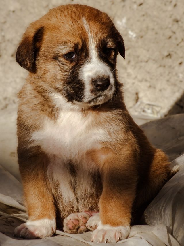 Happy puppy receiving its first vaccination during a routine veterinary checkup.