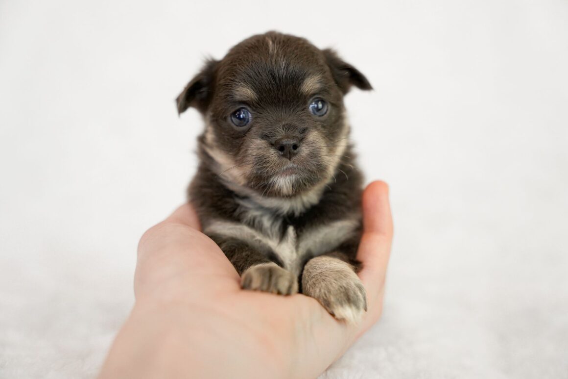 Are You Picking Up Your Puppy Wrong?