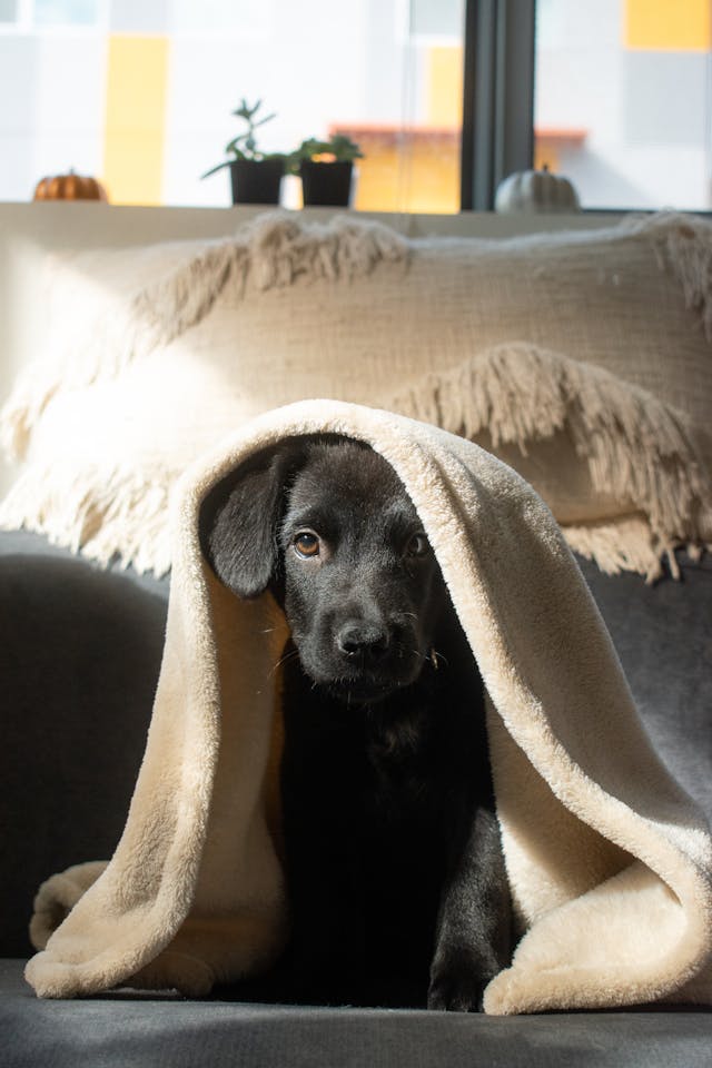 Is Your Dog Well Behaved? Here’s How to Tell