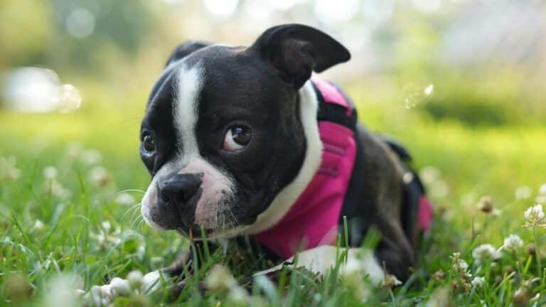 How to Teach Your Dog Not to Eat Things Off the Ground