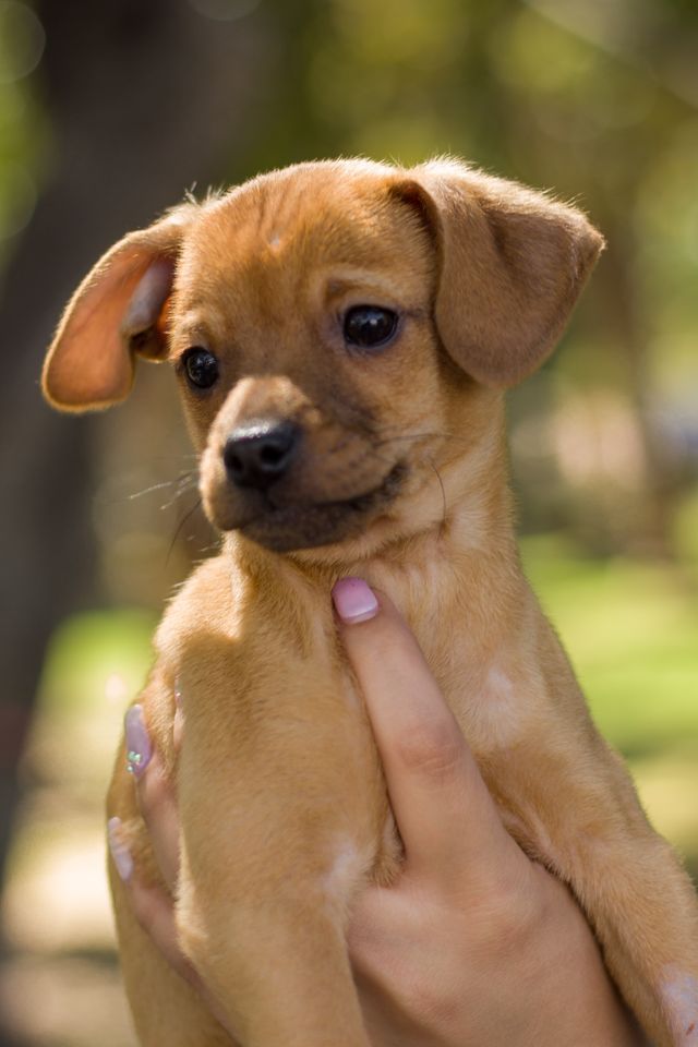 the puppy is safely lifted by human hands.