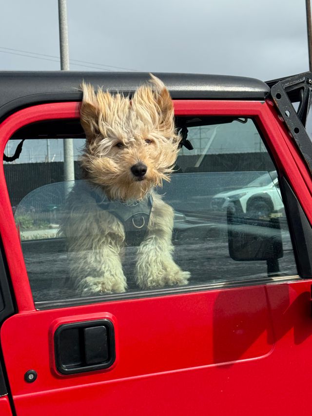 Brown puppy inthe car