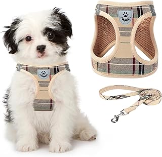 puppy in a harness