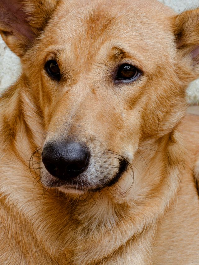Lonely dog resting at home while waiting for its owner