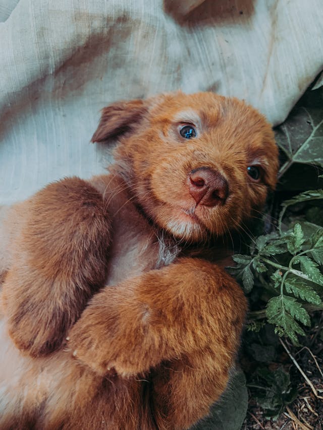 puppy learning commands