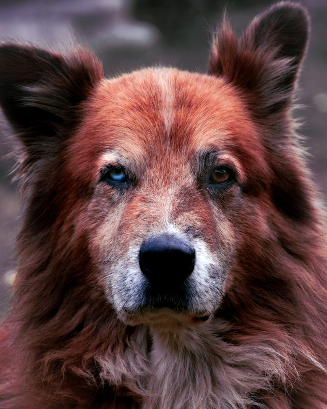 A beautiful senior dog is in good care.