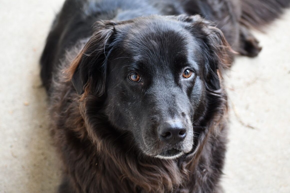 How to Help Your Senior Dog Enjoy Every Day