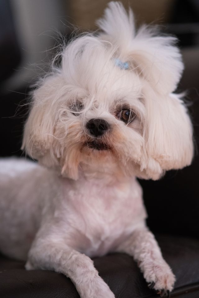 The Bichon is professionally trimmed around the buttocks and private parts.