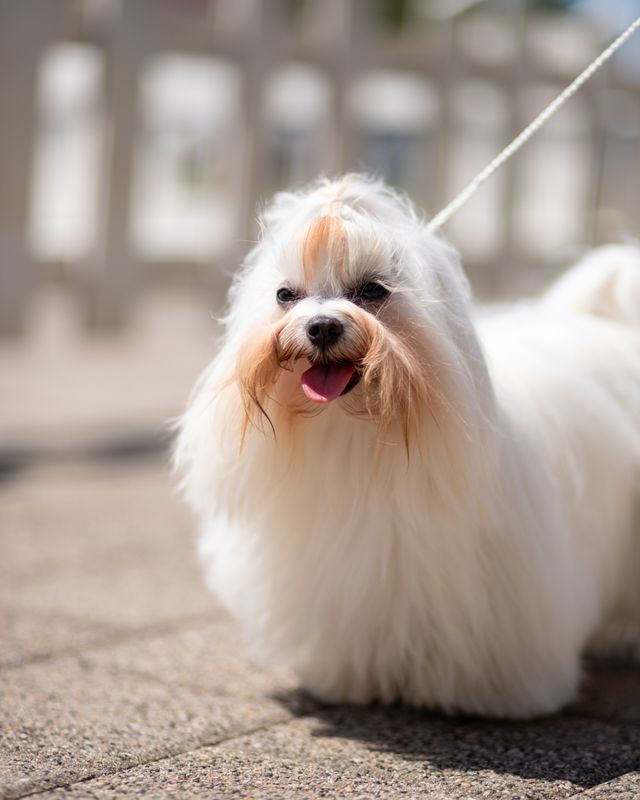 Long-haired dog standing calmly during a sanitary grooming session.