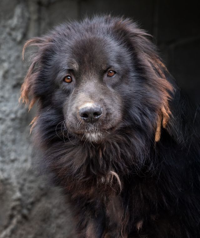 Shaggy senior dog gets great care.