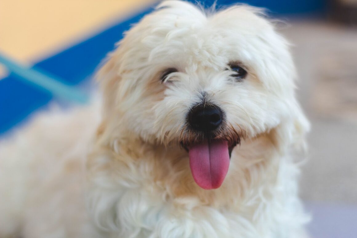 How to Safely Trim Your Dog’s Sanitary Area at Home