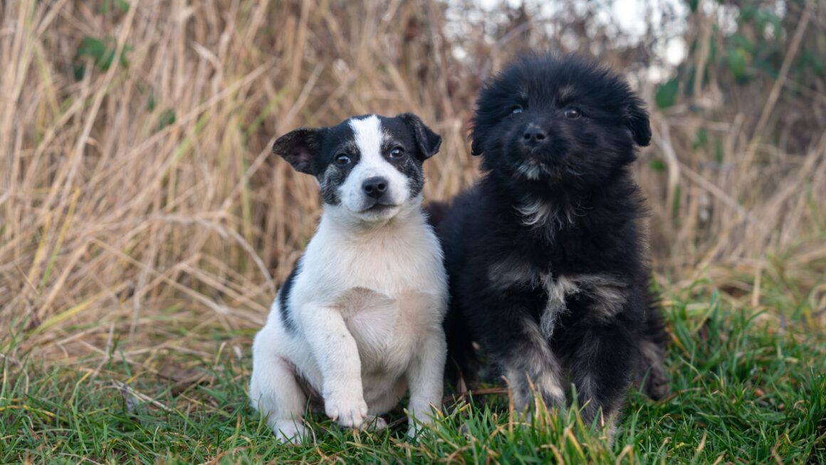 The secret to stopping puppy biting!