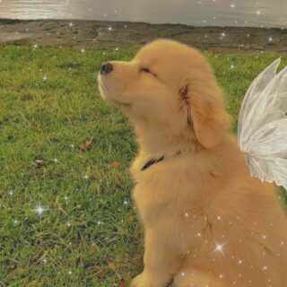 5 Puppy Moments That Quietly Steal Your Heart