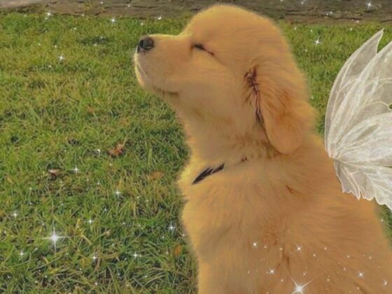 5 Puppy Moments That Quietly Steal Your Heart