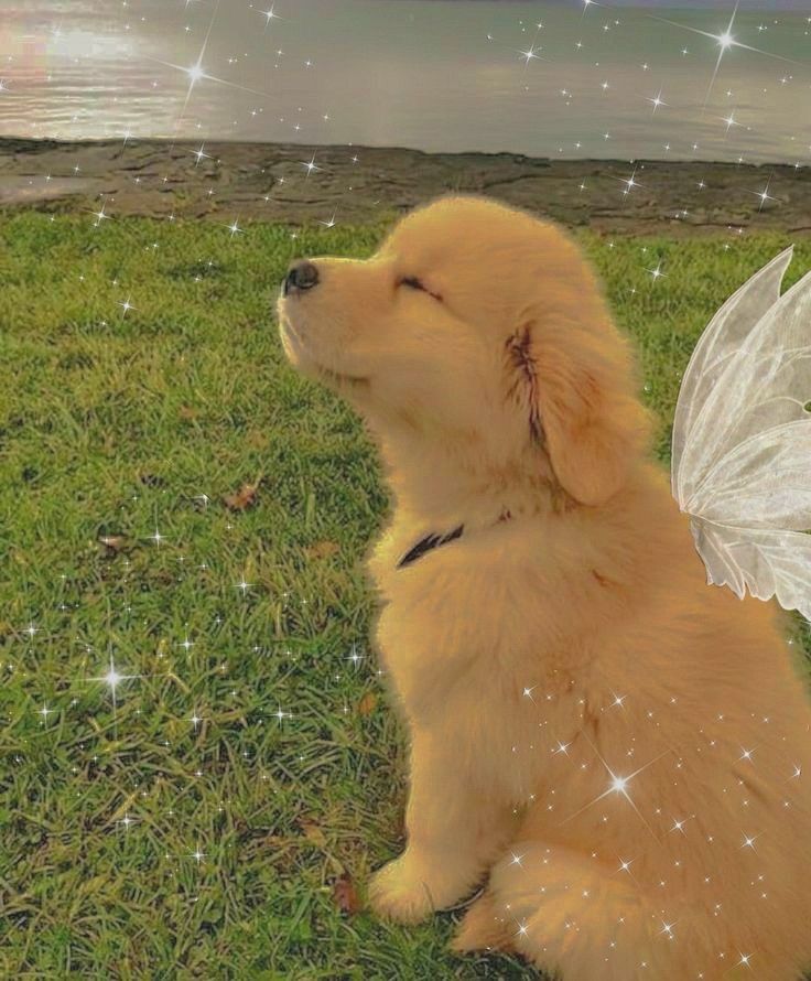 cute puppy enjoying a calm moment outdoors