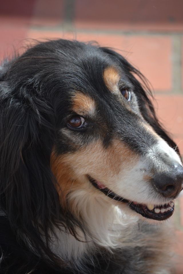 The dog listens to commands and doesn´t jump on people.