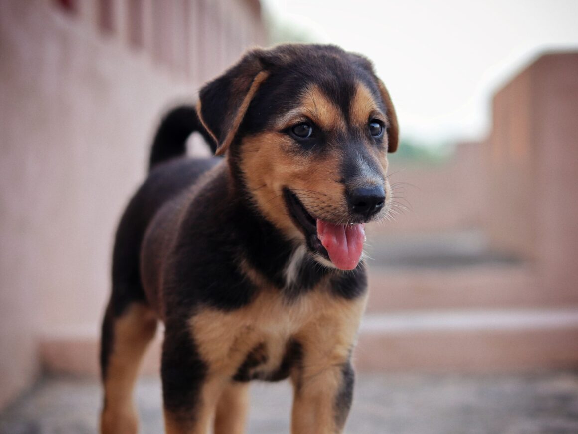 6 Puppy Behaviors That Make People Instantly Fall in Love