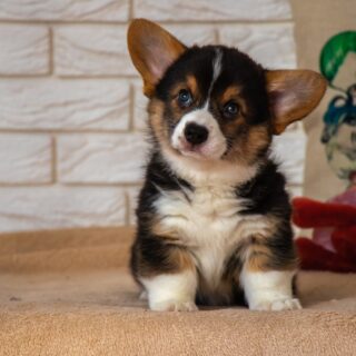 Puppy Gone Wild?! Hilarious & Shocking Stories Only Dog Owners Will Understand