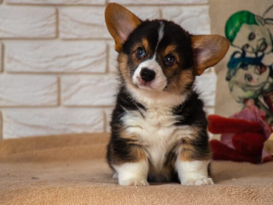 Puppy Gone Wild?! Hilarious & Shocking Stories Only Dog Owners Will Understand