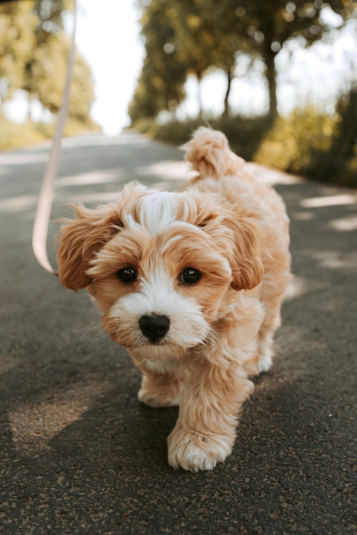 How to Protect Your Dog’s Paws from Hot Pavement (Complete Summer Safety Guide)