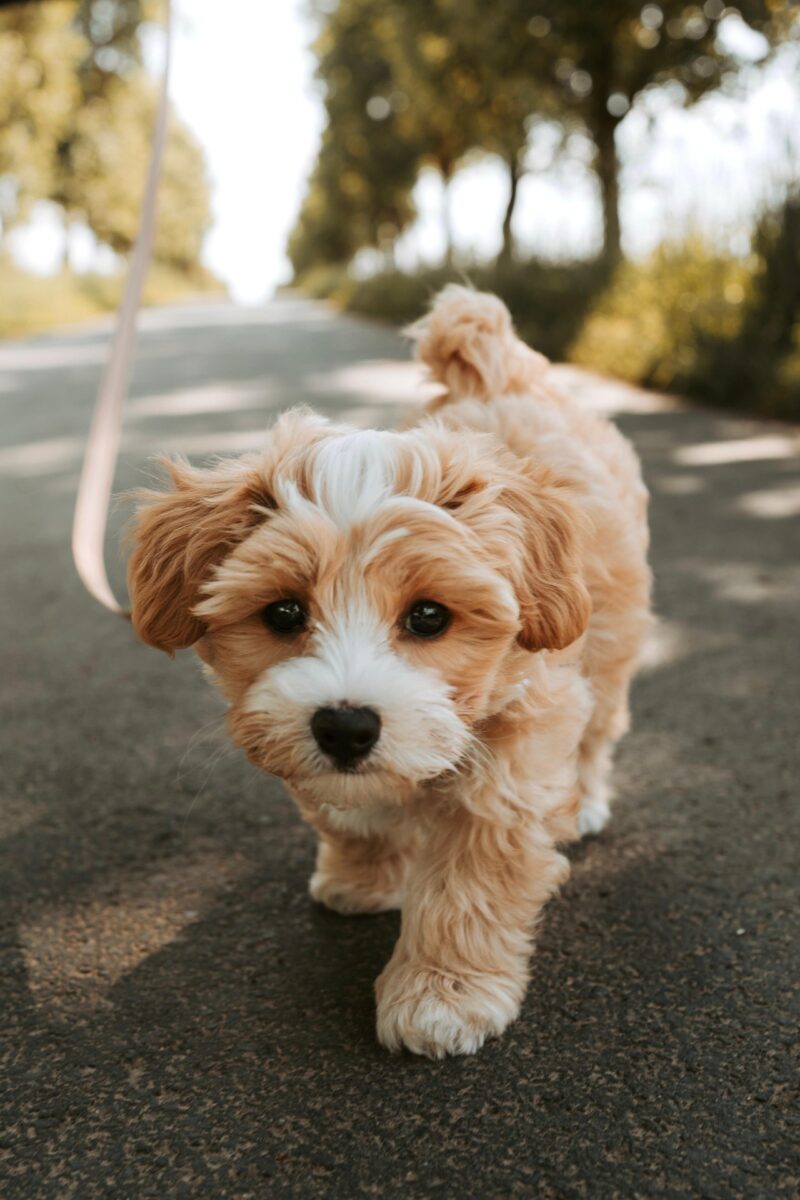 dog paw protection