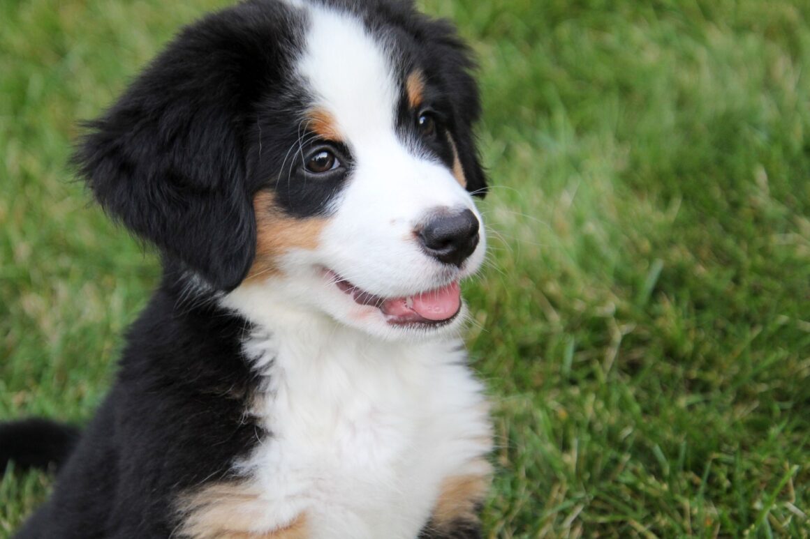How Often Should You Feed a Puppy?
