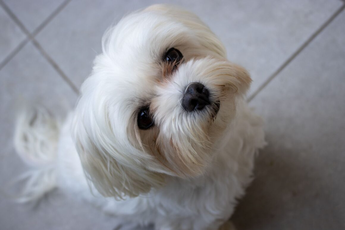 Why Your Dog Keeps Jumping on People (And How to Stop It)