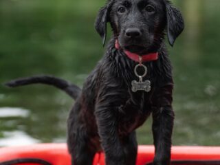 How Often Should You Feed a Puppy? A Simple Age-Based Guide