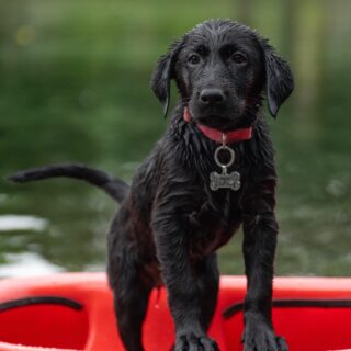 How Often Should You Feed a Puppy? A Simple Age-Based Guide