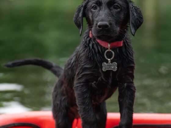 How Often Should You Feed a Puppy? A Simple Age-Based Guide