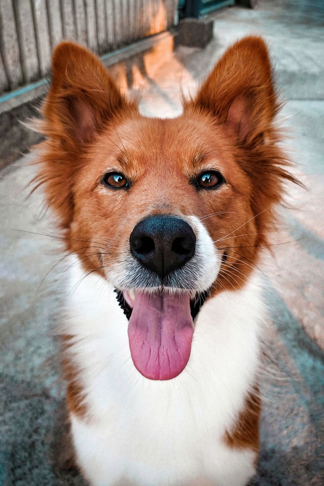 A happy dog responds to commands and doesn´t jump.