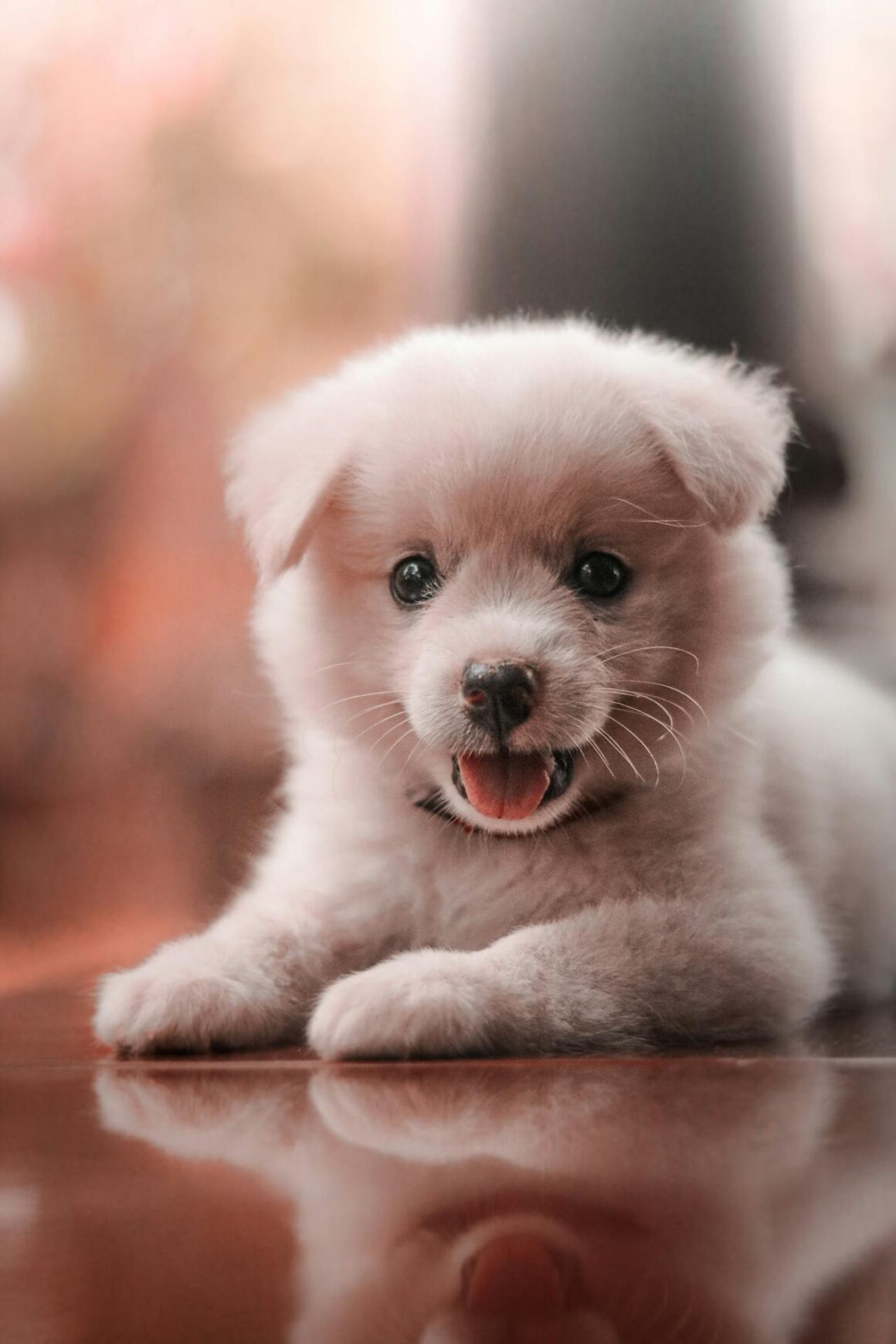 Puppy Crying at Night: 7 Proven Tips That Really Work (2026 Guide)