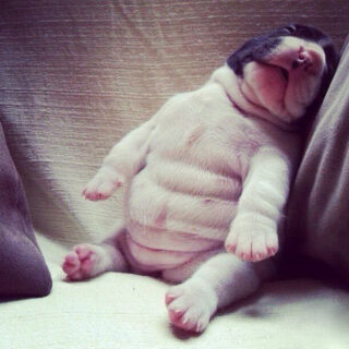 6 Puppy Behaviors That Make People Instantly Fall in Love