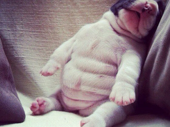 6 Puppy Behaviors That Make People Instantly Fall in Love