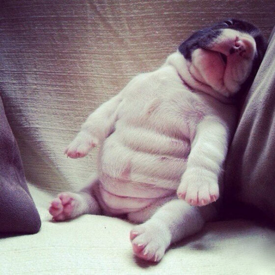 6 Puppy Behaviors That Make People Instantly Fall in Love