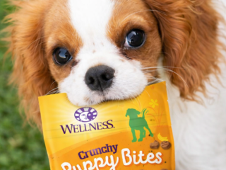 What Should You Buy for a New Puppy? Essential Checklist (2026 Guide)