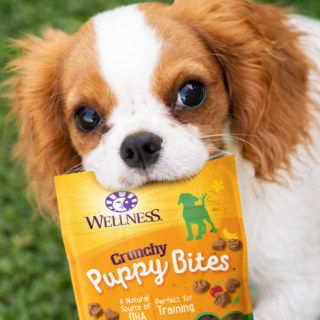 What Should You Buy for a New Puppy? Essential Checklist (2026 Guide)