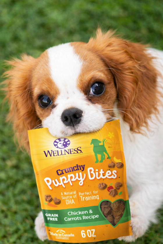 What Should You Buy for a New Puppy? Essential Checklist (2026 Guide)