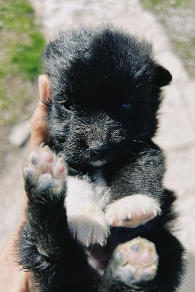 Close-up of a puppy’s paw pads during paw care
