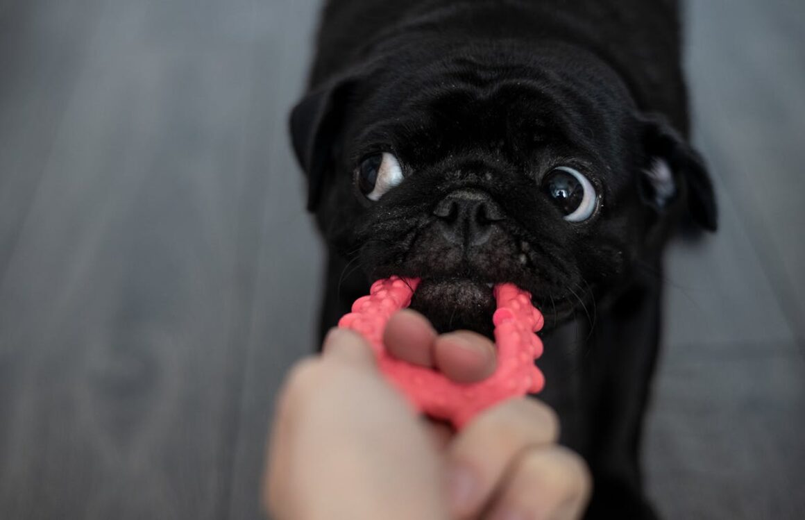 🐶 Safe Treats for Teething Puppies: What Really Helps (And What to Avoid)