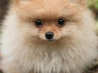 Why Does My Puppy Bite Everything? Causes and Easy Solutions (2026 Guide)