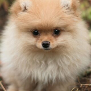 Why Does My Puppy Bite Everything? Causes and Easy Solutions (2026 Guide)