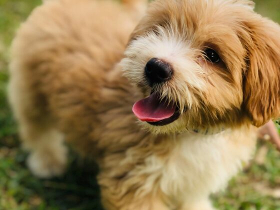 🐶 Best Puppy Treats – Complete Guide for Healthy and Happy Puppies
