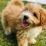 🐶 Best Puppy Treats – Complete Guide for Healthy and Happy Puppies