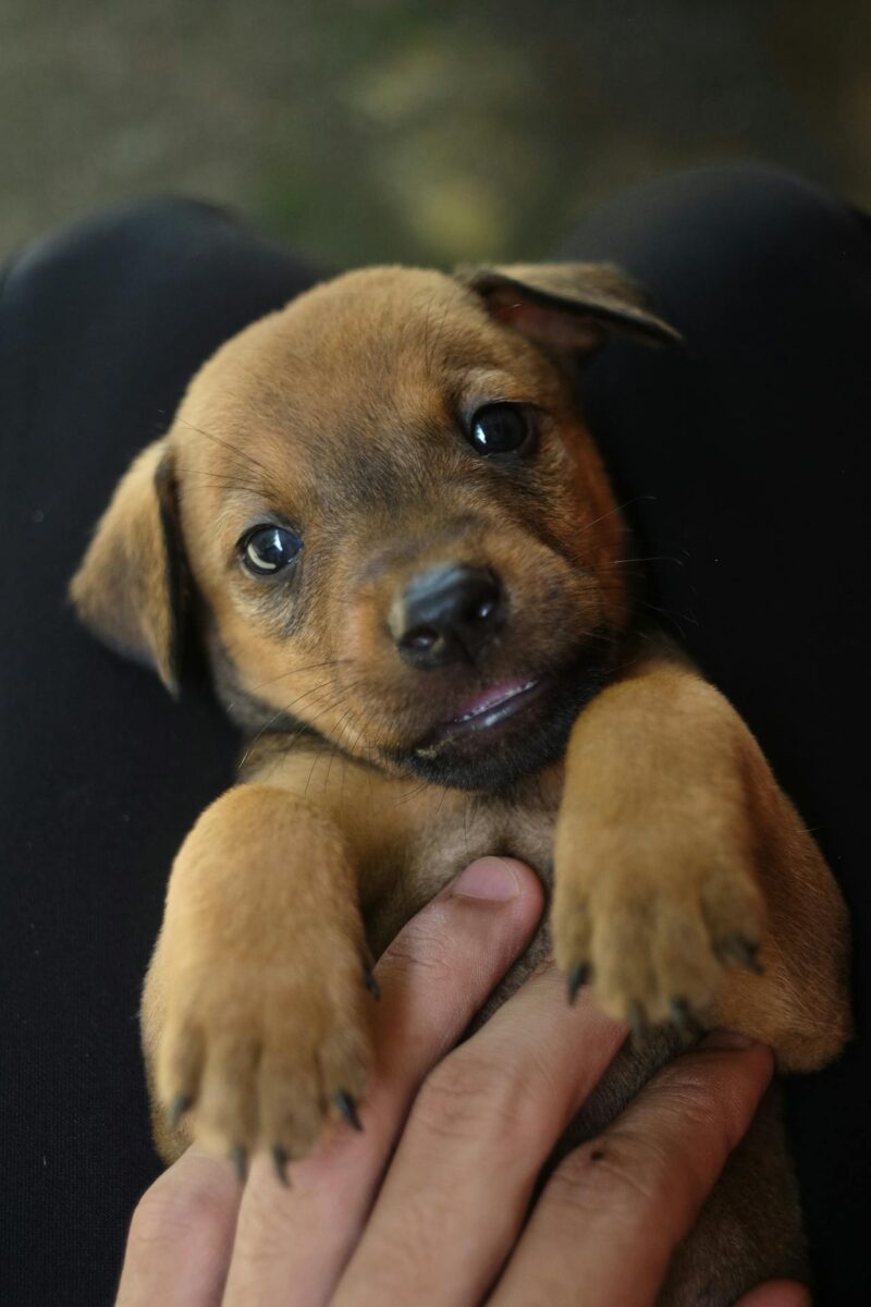 puppy best training treats