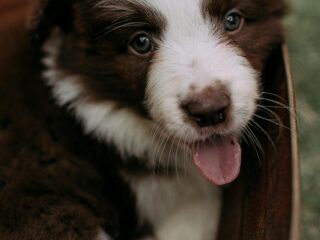 🚨 New Puppy Owners Panic Over These 6 Shocking Puppy Behaviors